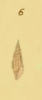 Bela da identificare